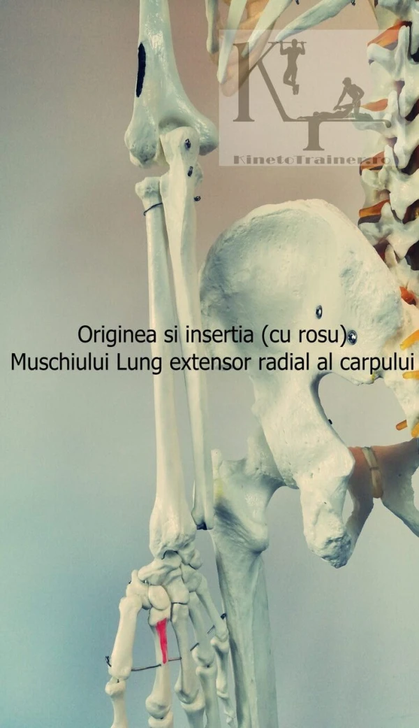 origine si insertie muschi lung extensor radial al carpului