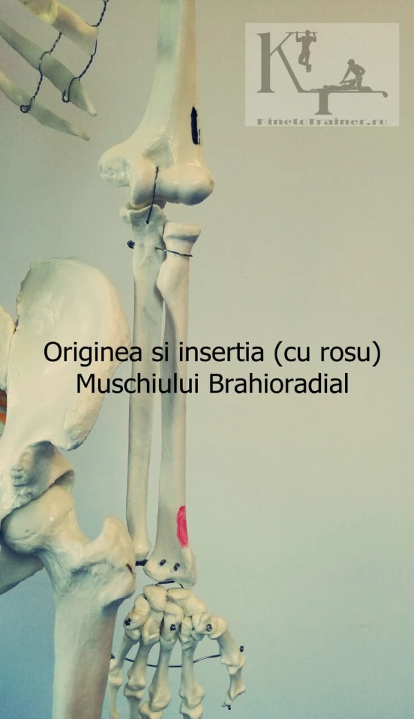 origine si insertie muschi brahioradial