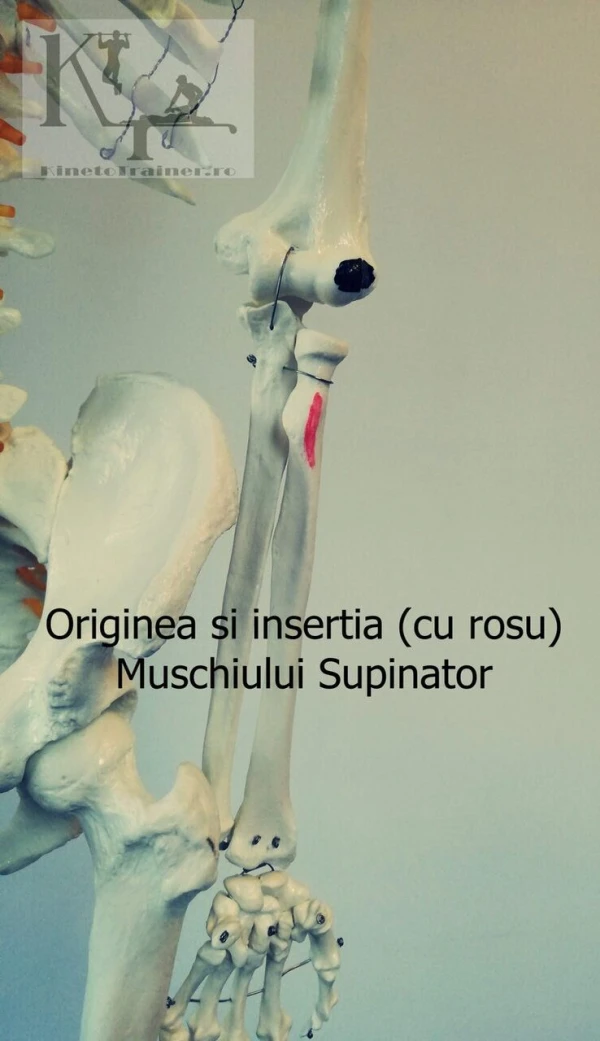 origine si insertie muschi supinator