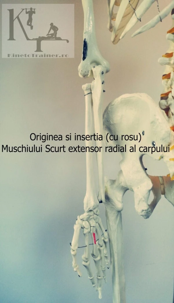 origine si insertie muschi scurt extensor radial al carpului