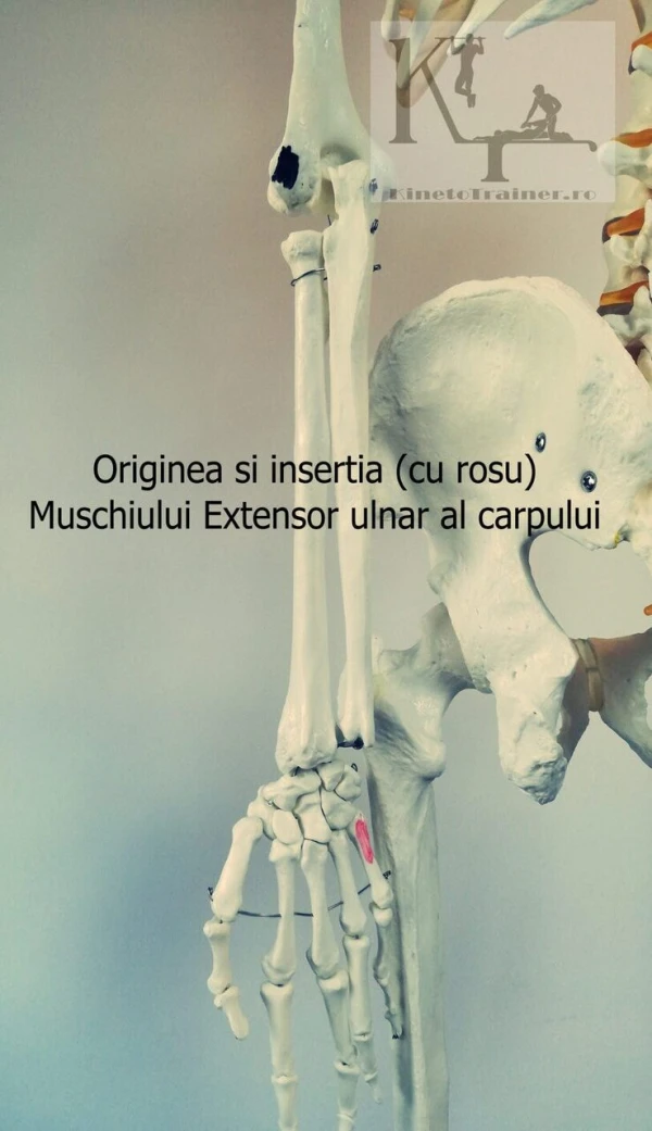 origine si insertie muschi extensor ulnar al carpului
