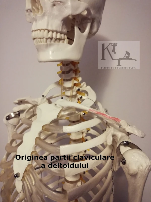originea partii claviculare a deltoidului
