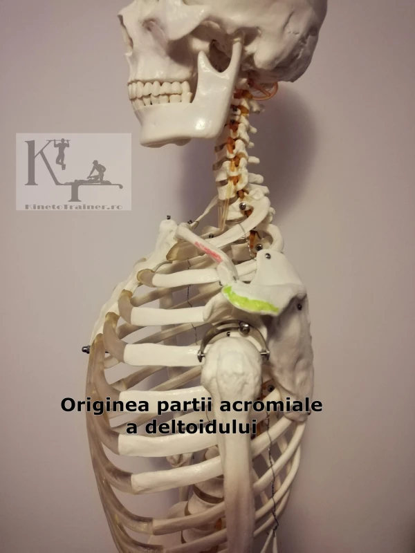 originea partii acromiale a deltoidului