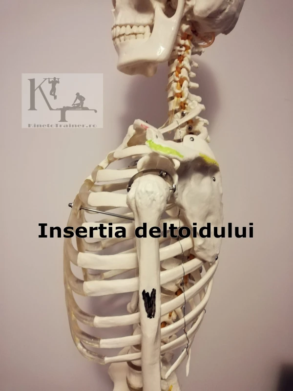 insertie deltoid