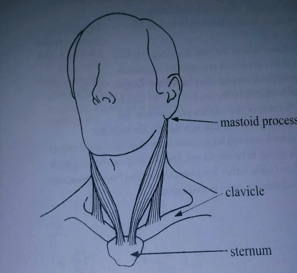 imagine desen localizare muschi sternocleidomastoidian